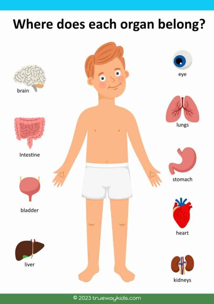 Need a fun way to teach your kids about the human body? Look no further! This free printable worksheet is perfect for teaching kids where each organ belongs in the body. A great way to sneak in some science in your Bible lessons! Adam and Eve Bible lesson