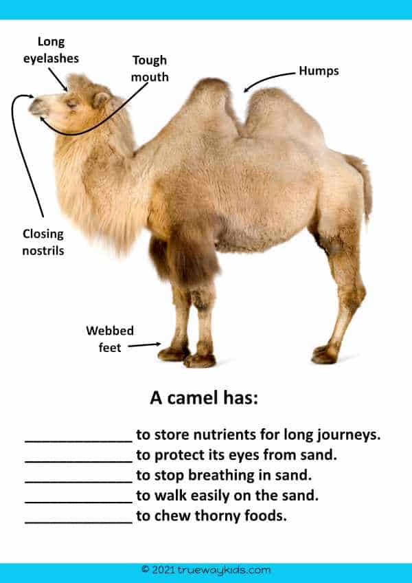 Camel fact worksheet for kids
